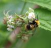 Bombus pratorum